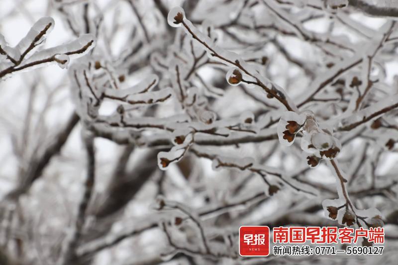 2025年莽山雾凇时间