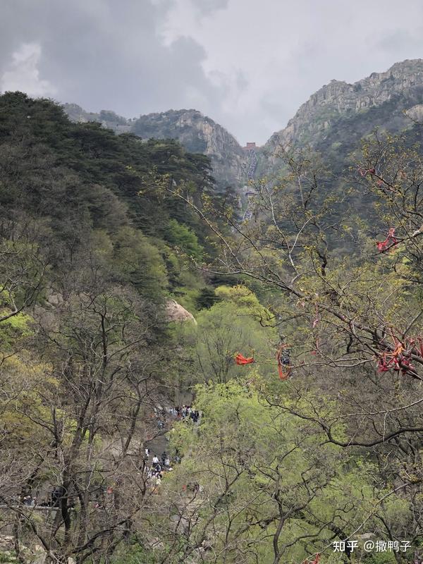 一条泰山多少钱