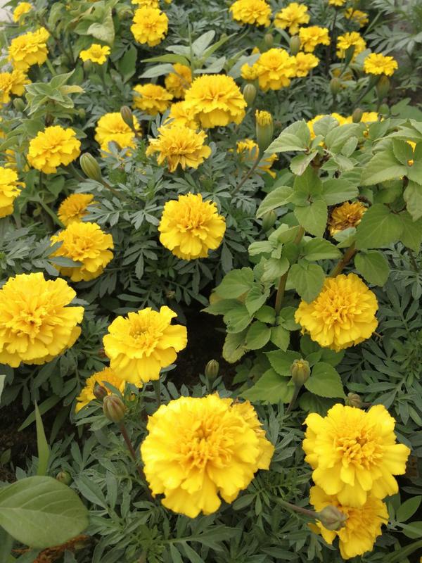 七藏沟红星海子