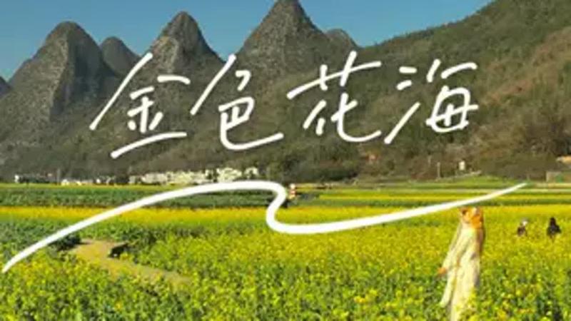 万峰林的油菜花