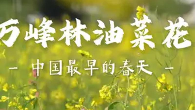 万峰林的油菜花几月份开