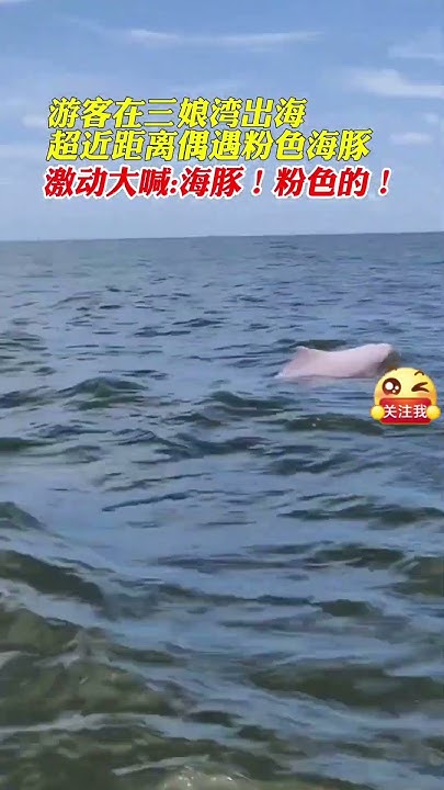 三娘湾看海豚最佳时间