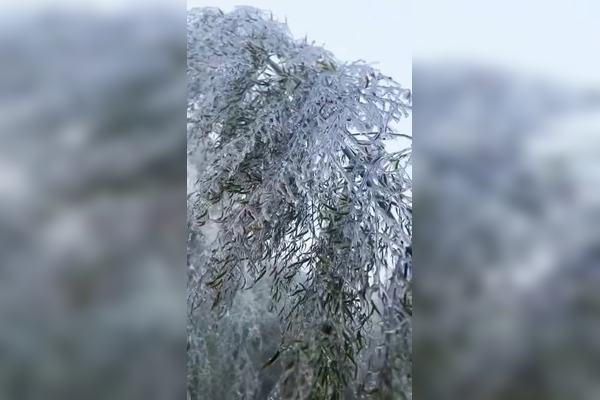 下雪才有雾凇吗