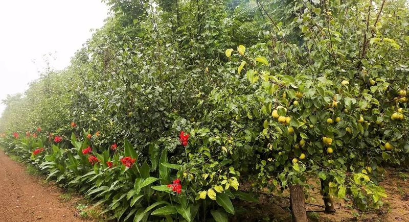 世界上最大的连片梨园在哪里