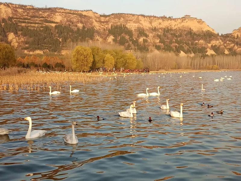 东谷湖湿地天鹅的具体位置