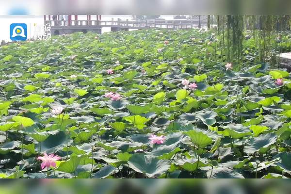 两面荷花三面柳一城山色半城湖