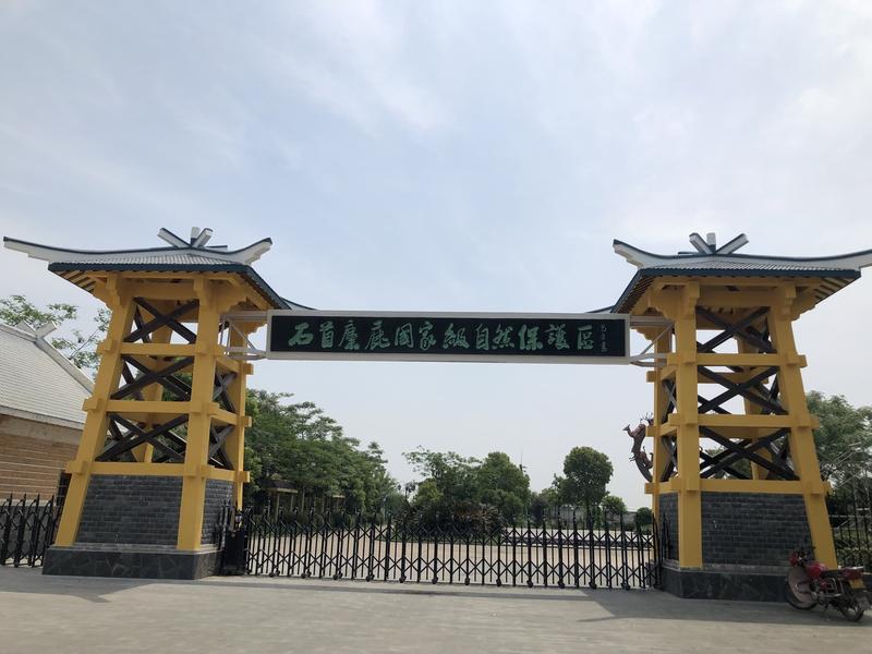 中国三个麋鹿保护区哪个更好