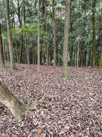 五象岭森林公园