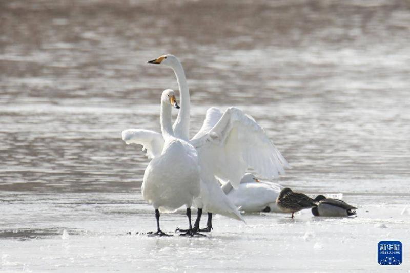 兰州三江口天鹅滩