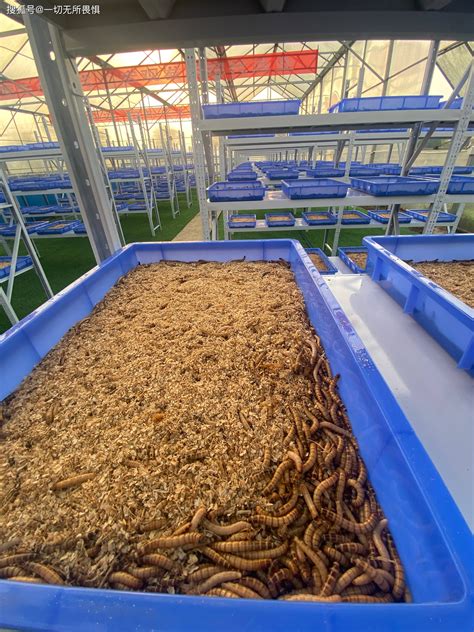 养殖蛋白虫可靠吗