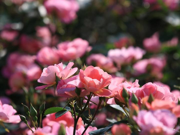 半城烟火半城仙是哪里