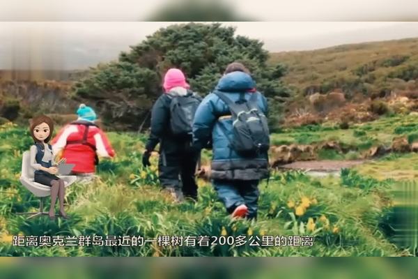 南澳岛孤独的树