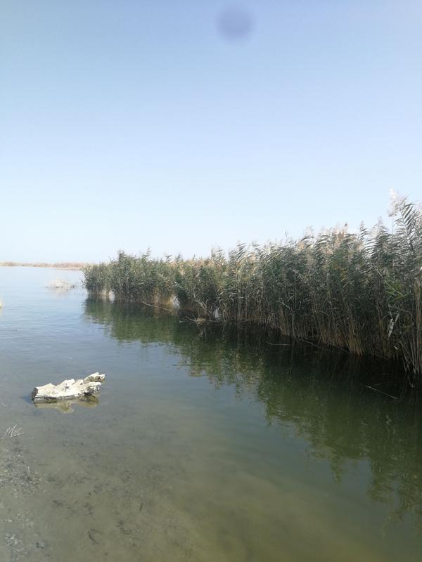 博斯腾湖为什么是淡水湖