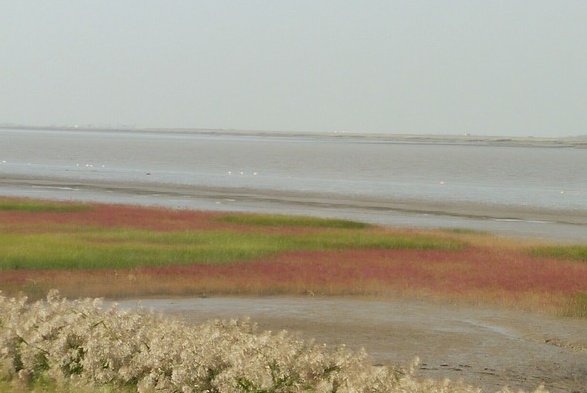 双台河口国家级自然保护区