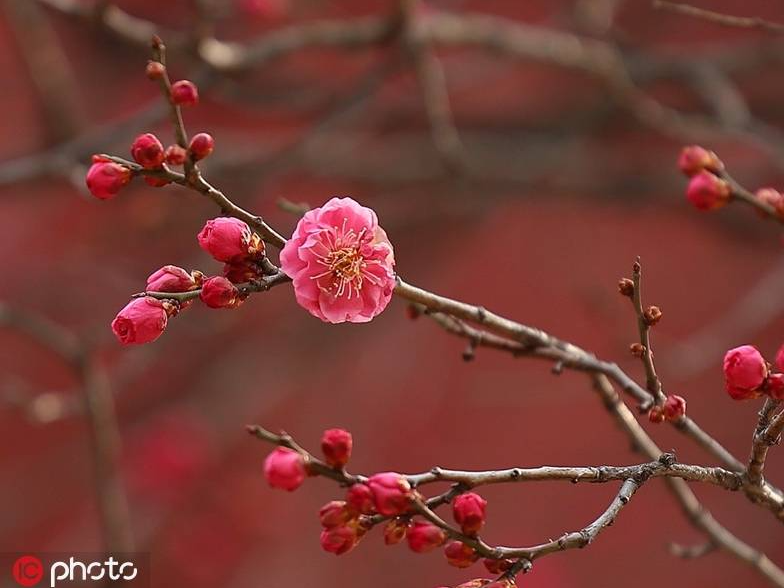 古里红红梅花图片