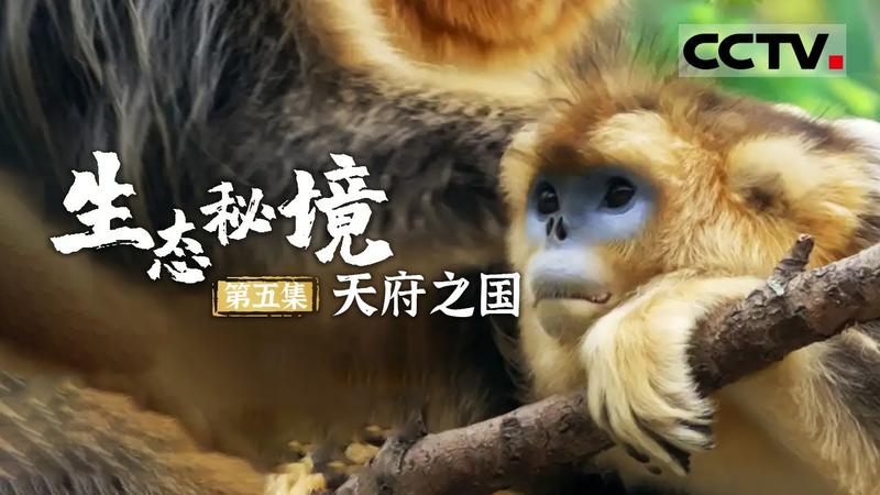 哪个景区能接触金丝猴