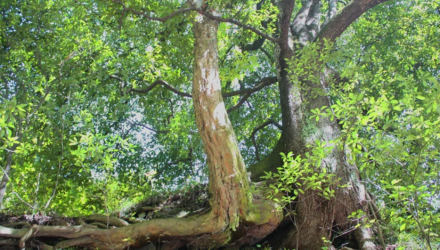 四大片区秦巴山区包括哪些地方呢