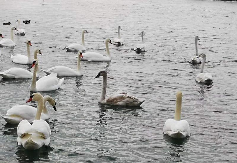 圣天湖看天鹅最佳时间