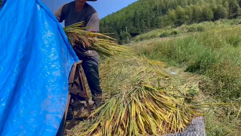 在山野稻田农场