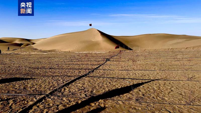 塔卡拉玛干沙漠锁边工程