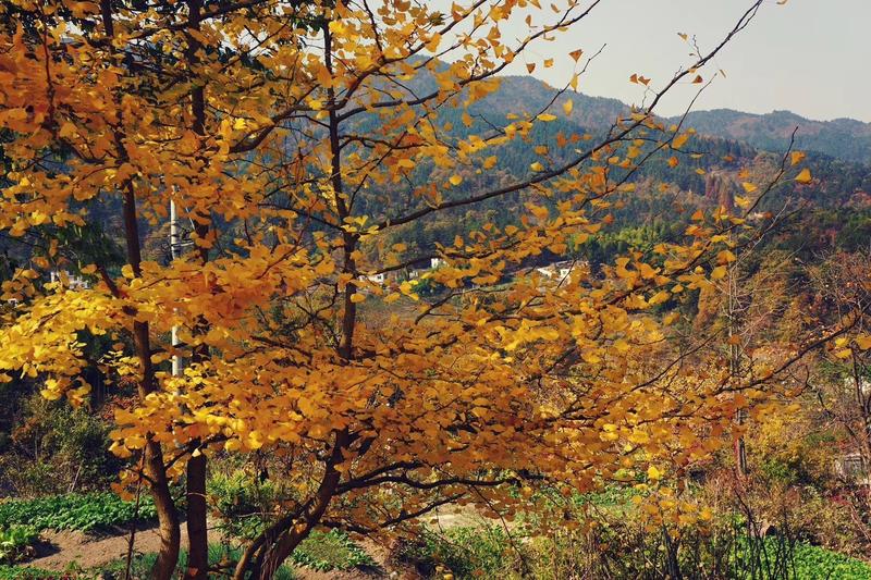 大别山最忌几月份去