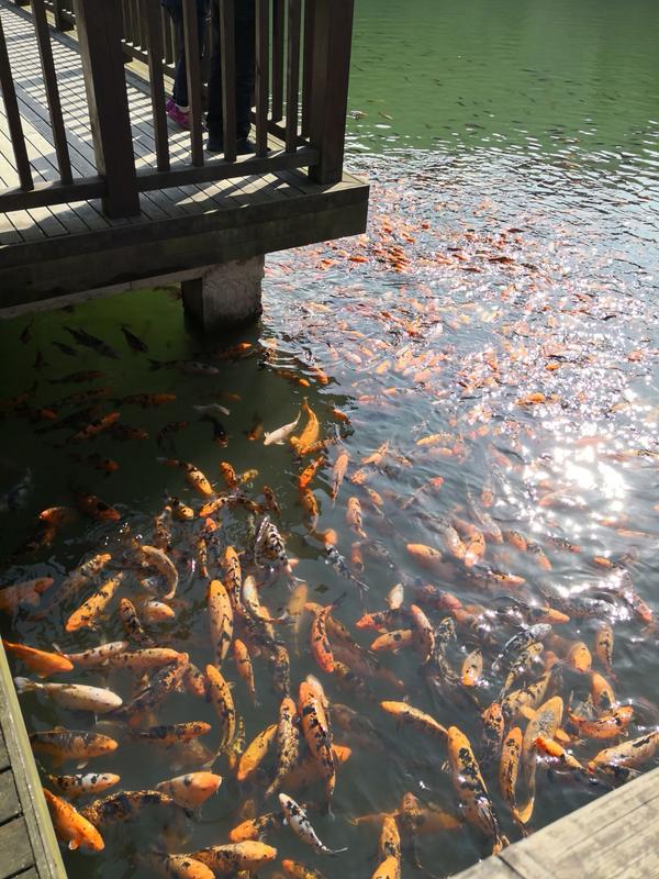 大明湖为什么没有蛙叫