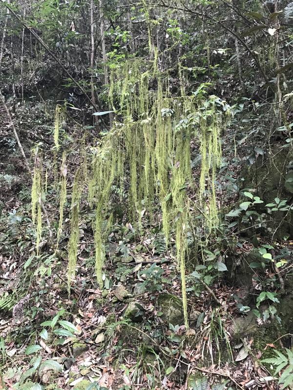 巾子峰国家森林公园