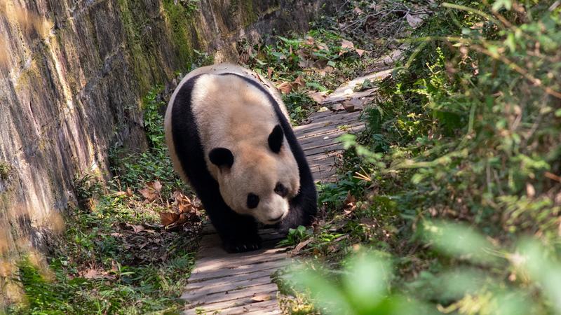 打车去熊猫基地方便吗