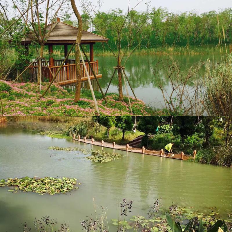 新龙生态森林公园