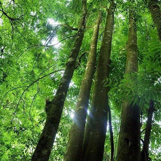 无量山国家级自然保护区