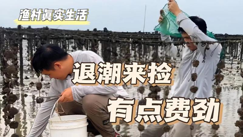 明天赶海几点退潮