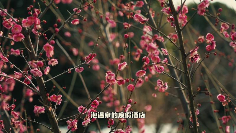 春节泡温泉去哪里好