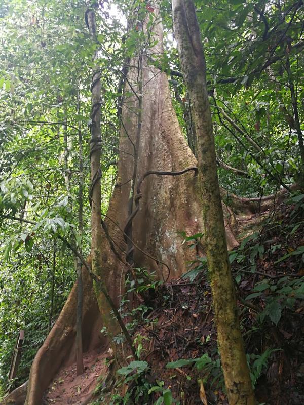 望天树适合老人去吗