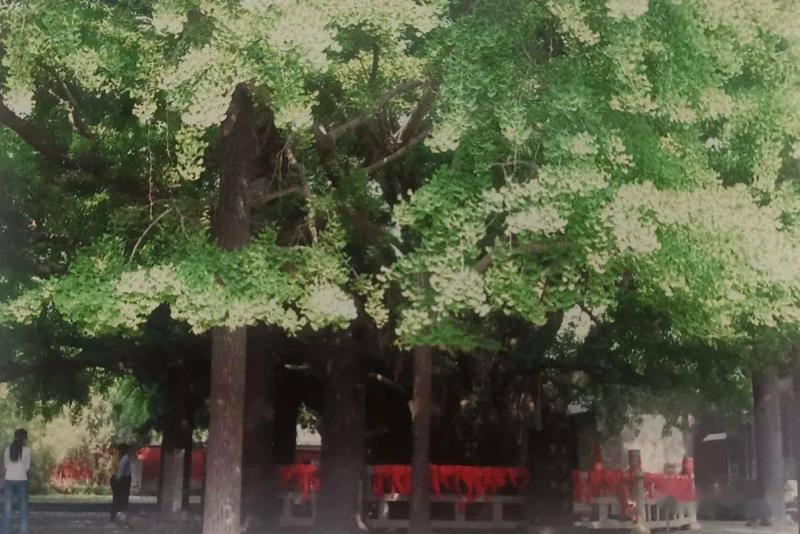 杏坛镇有几个村