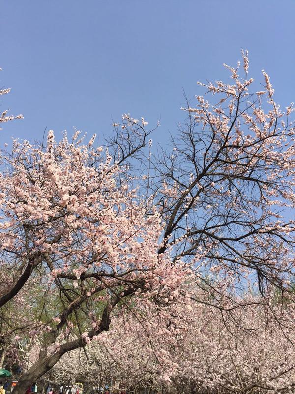 杏花村必去三个景点