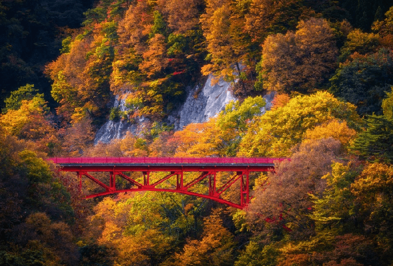 枫叶观赏时间