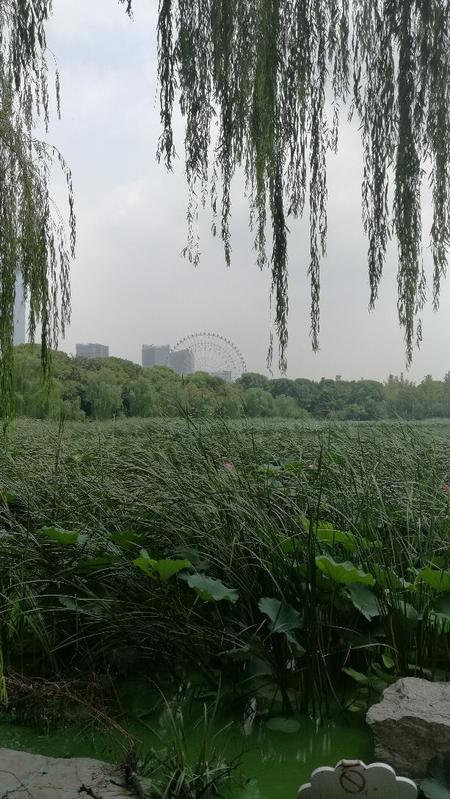桃花岛图片风景
