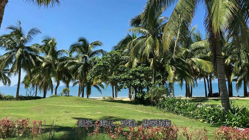 椰梦长廊在哪个湾