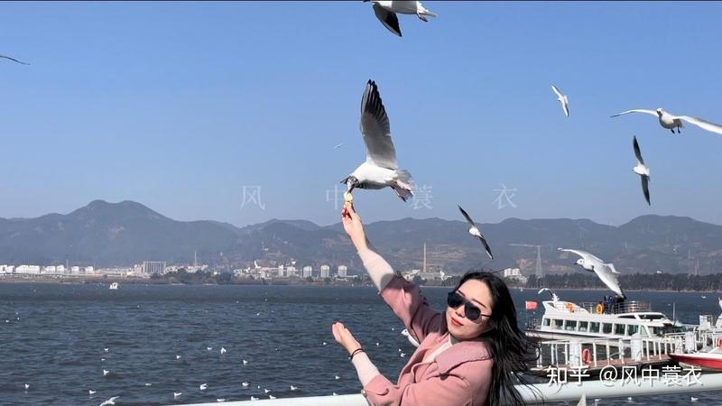海埂大坝看海鸥最佳地点