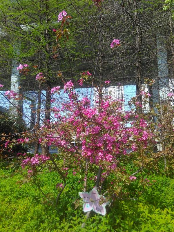 海棠公园在哪里