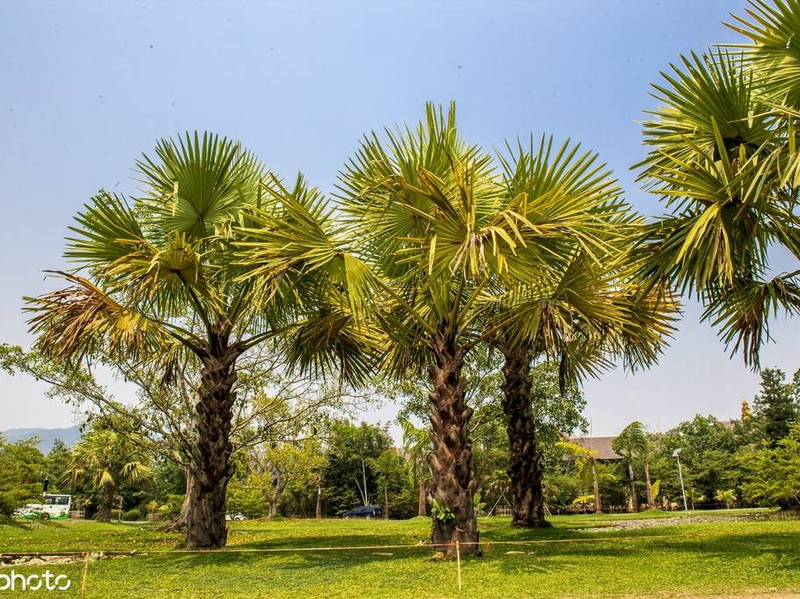 版纳中科院热带植物园