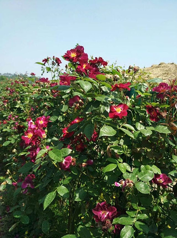 百万玫瑰成长田园