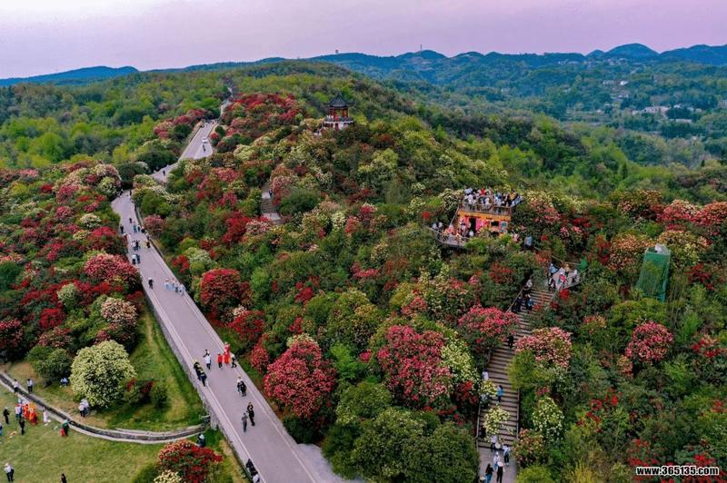 百里杜鹃属于哪个县管