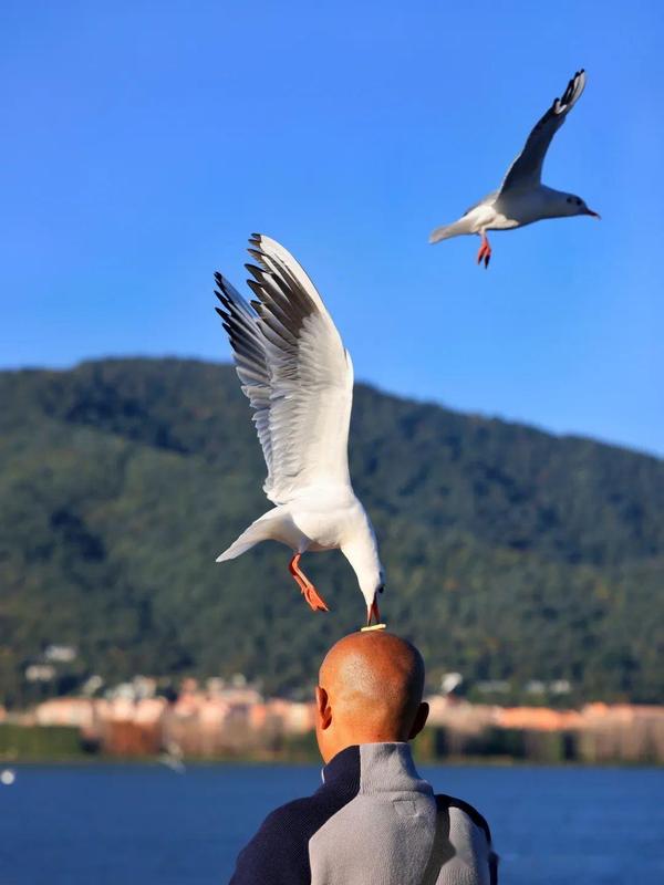 看海鸥的地方在哪里