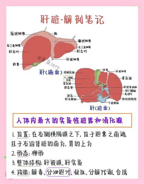 肝脏弹性准确吗