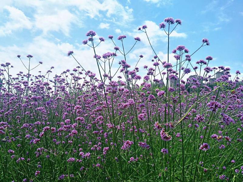 花海公园现在有什么花