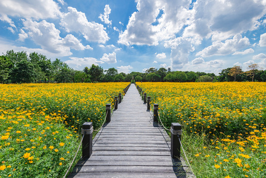 花海图片风景大自然