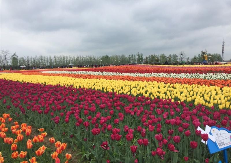 荷兰花海在什么地方