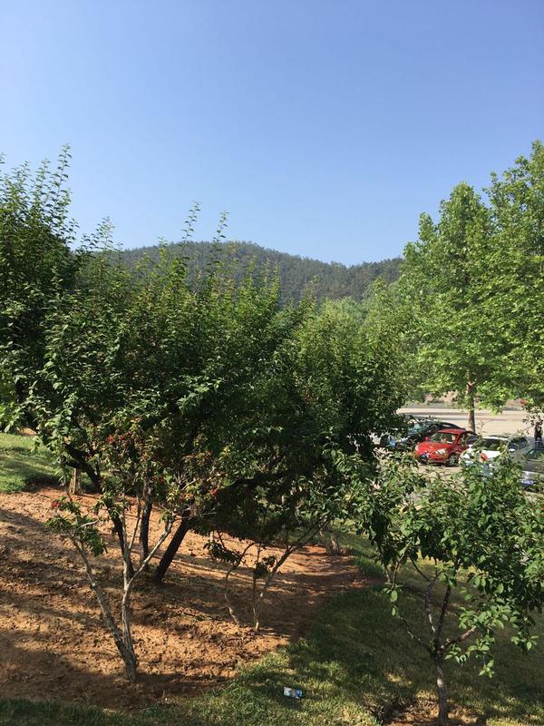 莲花山有什么好玩的