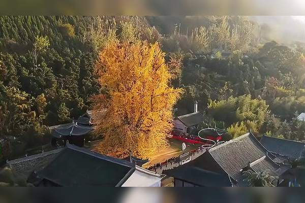 观音禅寺银杏树
